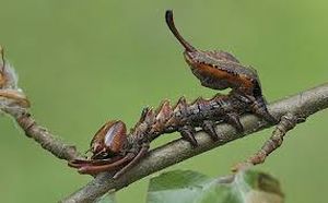 uploads/images/pest/tea lobster caterpillar.jpg